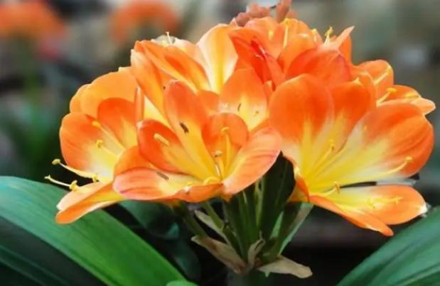君子蘭葉片歪斜怎么辦？如何可以讓君子蘭開(kāi)花？