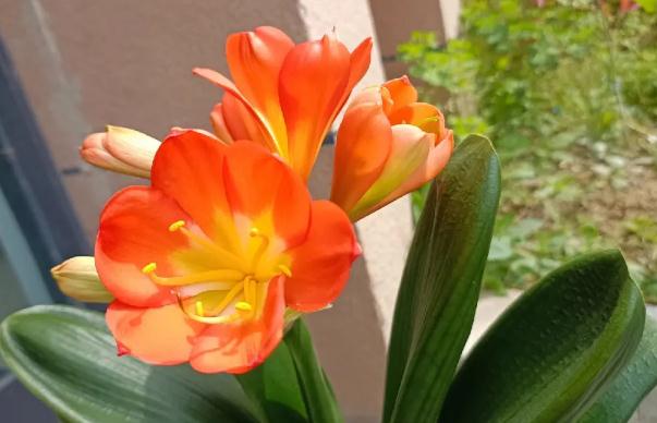 和君子蘭外觀相似的花是什么？怎樣才能使君子蘭開花？