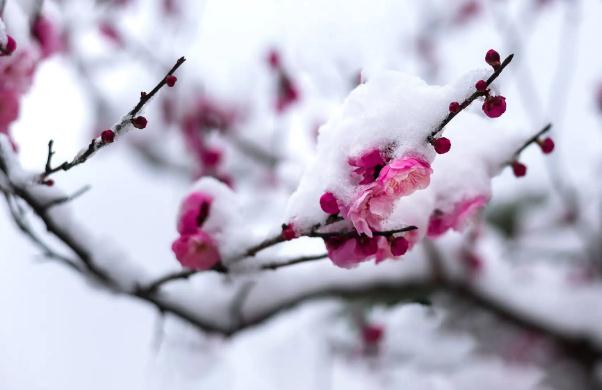 臘梅花一般在幾月開花 ？臘梅花為什么叫臘梅花？