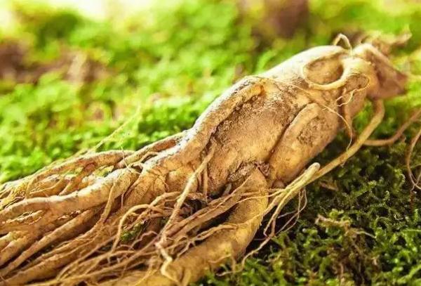 人參果內(nèi)蕊可以吃嗎 ？人參果沒(méi)熟可以吃嗎？