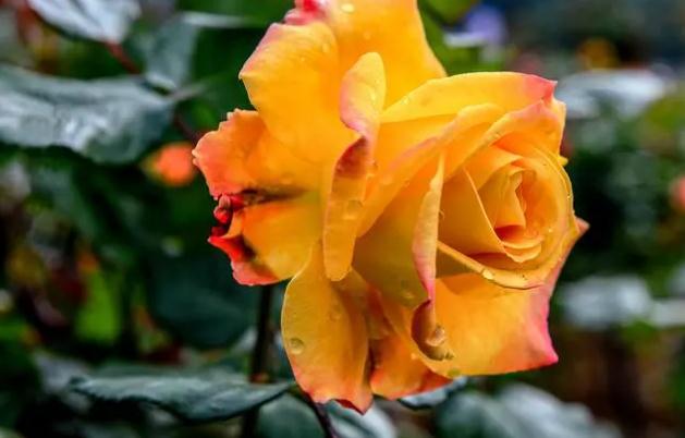 月季花的花語是什么呢 ？月季花的花期是什么呢？