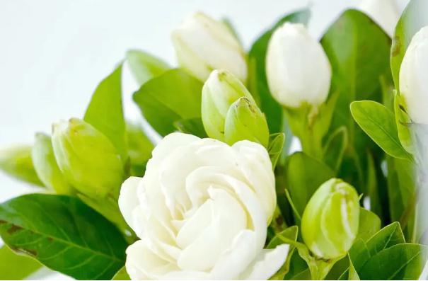 新鮮梔子花的吃法 ？梔子花可以吃嗎？