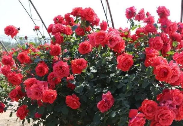 月季土栽繁殖？月季冒芽后如何施肥？