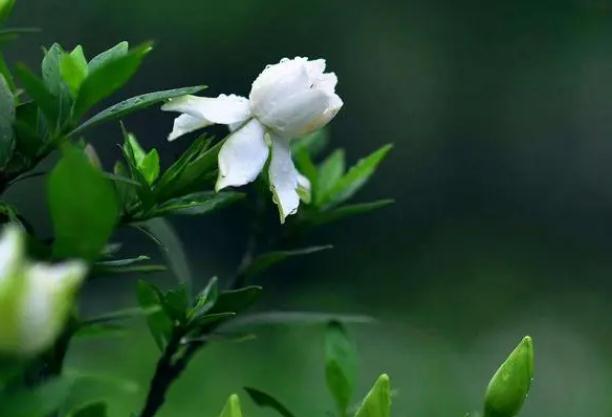 哪些人房中不宜放梔子花？梔子花放在室內要注意什么？