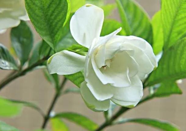 梔子花養(yǎng)在室內(nèi)好嗎？梔子室內(nèi)是什么原因？