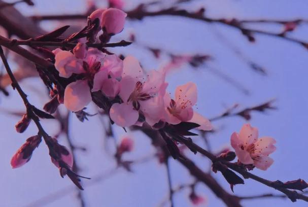 桃花蘚和蘚有區(qū)別？怎樣預防治療桃花癬？