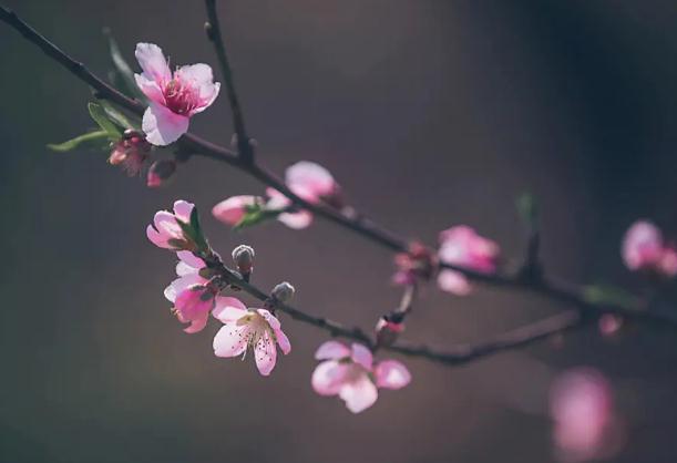 古人對桃花的雅稱？喝桃花茶有什么好處？