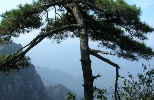 松樹(shù)的葉子像什么？松樹(shù)皮開(kāi)水煮了能直接用嗎？