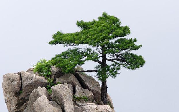 褲子上松樹(shù)油干了怎么去掉？松樹(shù)的種類？