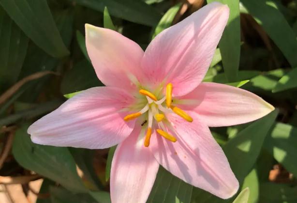 鮮百合怎么保存？食用百合花的樣子是什么樣的？