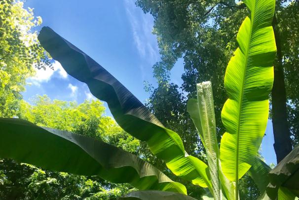 芭蕉可以油炸嗎？芭蕉催熟的方法？