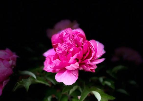 牡丹花茶可以天天喝嗎 ？牡丹花什么時(shí)候開？