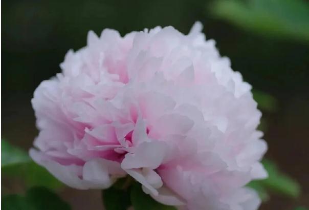 牡丹花茶是哪里的特產(chǎn)？牡丹花茶的味道？