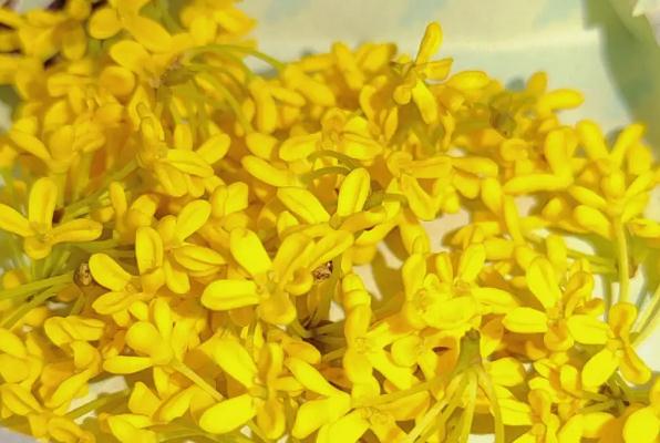 10斤酒放多少桂花 ？桂花酒釀奶茶含酒精嗎？