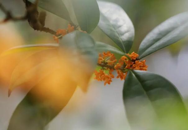 桂花醬能放多久？桂花醬怎么吃？