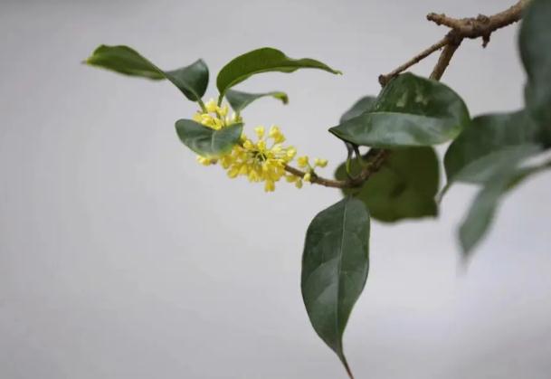 桂花蜜做好了怎么保存？桂花釀竅門？