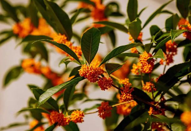 清蒸桂花魚(yú)的做法？桂花可以泡茶嗎？