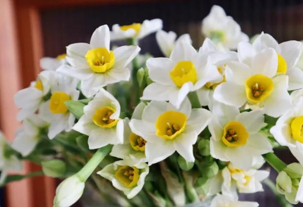 水仙花的葉子發(fā)黃是什么原因？水仙花放多少水？