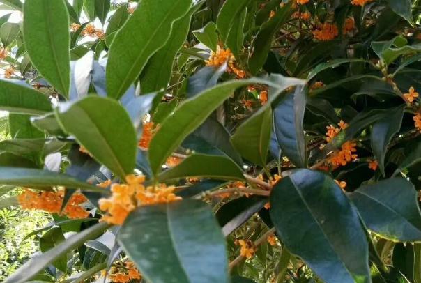 桂花果有毒嗎？桂花怎么保存？