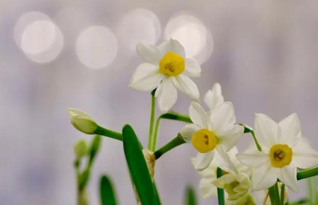 水仙花養(yǎng)多久開花？水仙花長什么樣？