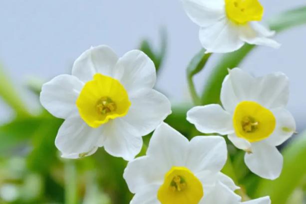 水仙花茶？水仙花養(yǎng)殖方法(水培)？
