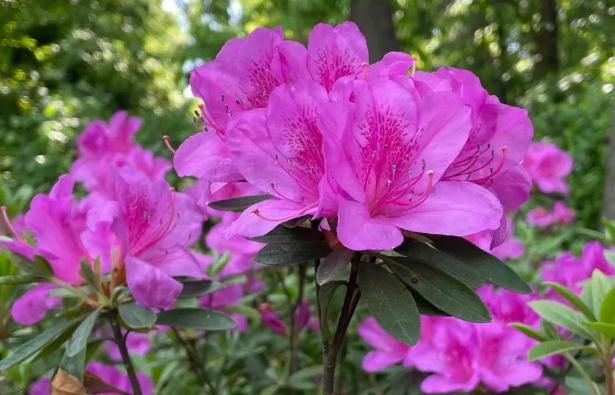 杜鵑花秋天怎么養(yǎng)？杜鵑花盆景如何修剪？