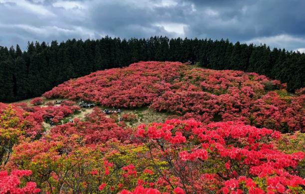 如何移栽野生杜鵑花？杜鵑花能放室內嗎？