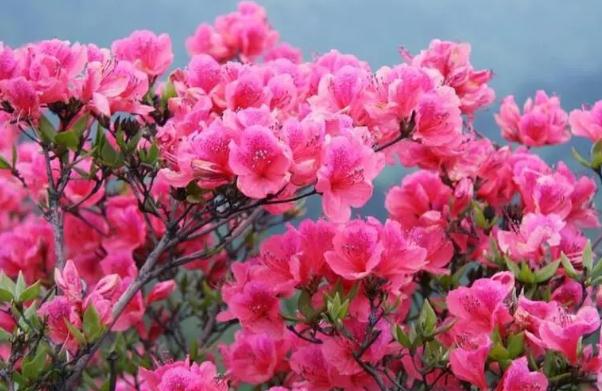 杜鵑花什么時候開？五月份還有杜鵑花嗎？