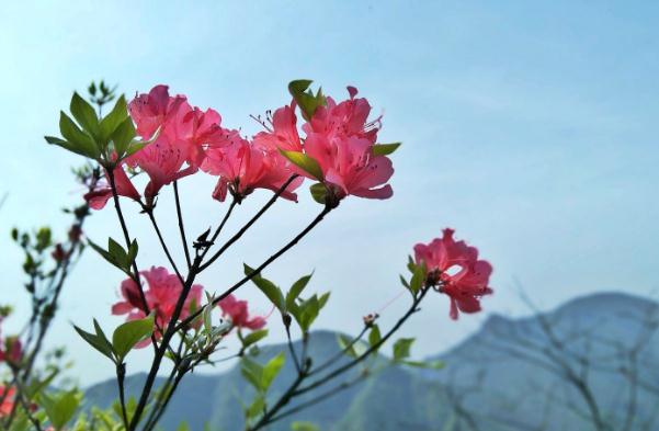紅星杜鵑花是什么？杜鵑花養(yǎng)法？