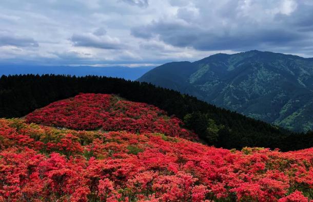 杜鵑花現(xiàn)在能插枝嗎？杜鵑花養(yǎng)殖方法有哪些？