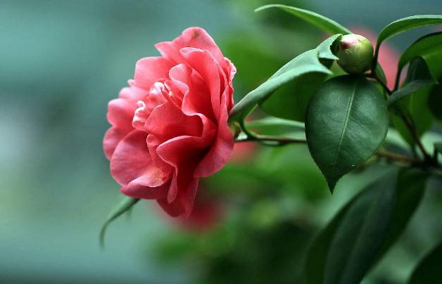 山茶花生長習(xí)性是什么 ？在室內(nèi)怎樣養(yǎng)茶花？