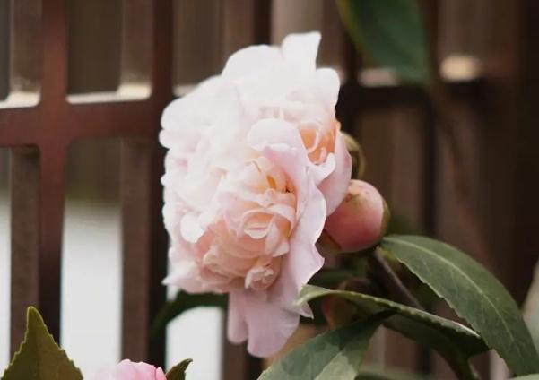 家里為什么不能養(yǎng)茶花？山茶花應該怎么種植呢？
