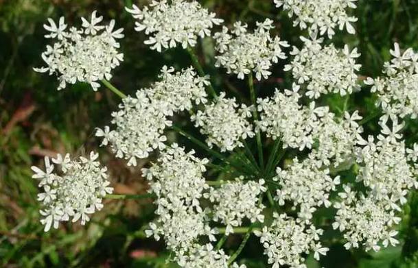白芷什么時(shí)候種植 ？白芷的生長(zhǎng)習(xí)性？