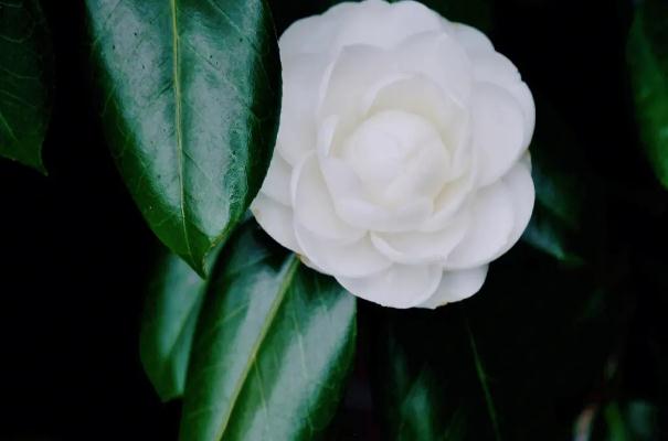 茶花盆栽種植方法 ？茶花如何養(yǎng)護(hù)？