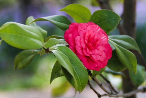 茶花長花骨朵后如何促進(jìn)花開？山茶花有香味嗎？