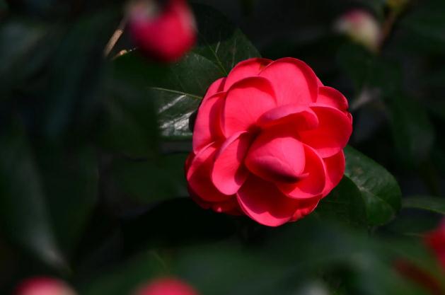 茶花怕冷嗎？茶花用葉子可以扦插嗎？