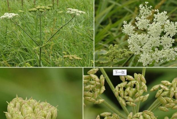 白芷可以燉排骨嗎？白芷可以燉肉嗎？