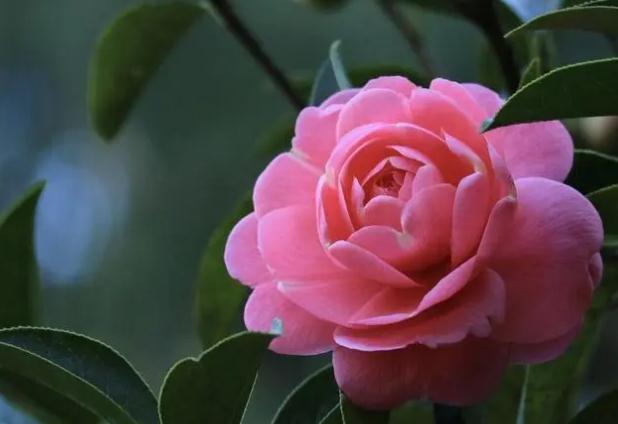山茶花為何不能正常開花？茶花新長(zhǎng)的葉子上有銹斑？