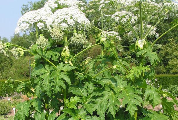 白芷醋液根治灰指甲？白芷粉能去痘印嗎？