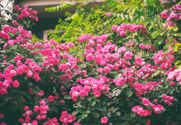 薔薇種子在什么季節(jié)種 ？薔薇花什么季節(jié)可以換盆？