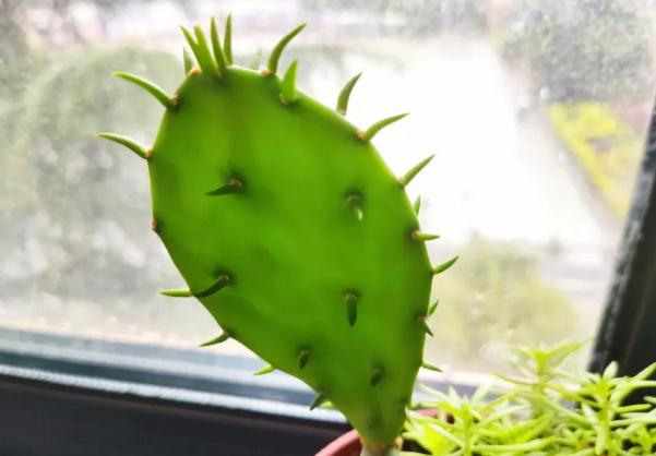 仙人掌不但能減肥，降脂降壓的好食品 ？仙人掌的營養(yǎng)價值？