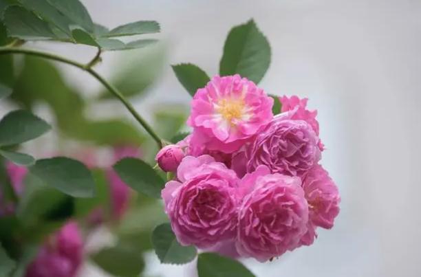 養(yǎng)殖注意事項？關(guān)于薔薇的文藝句子？