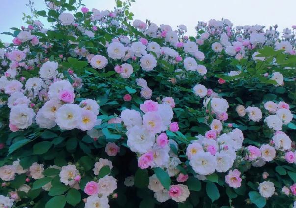 薔薇花能在室內(nèi)養(yǎng)嗎？綠薔薇的花語是什么？