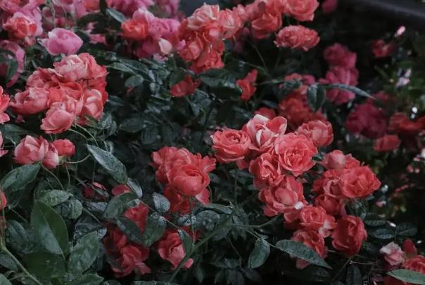 薔薇可以種在陽臺嗎 ？室內(nèi)適合養(yǎng)藤本薔薇嗎？