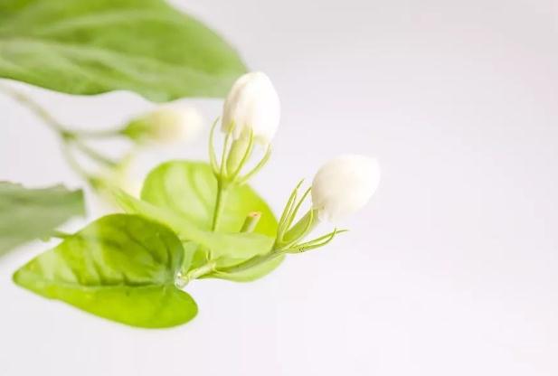 茉莉花茶什么時候喝好？天天喝茉莉花茶應(yīng)該注意什么？