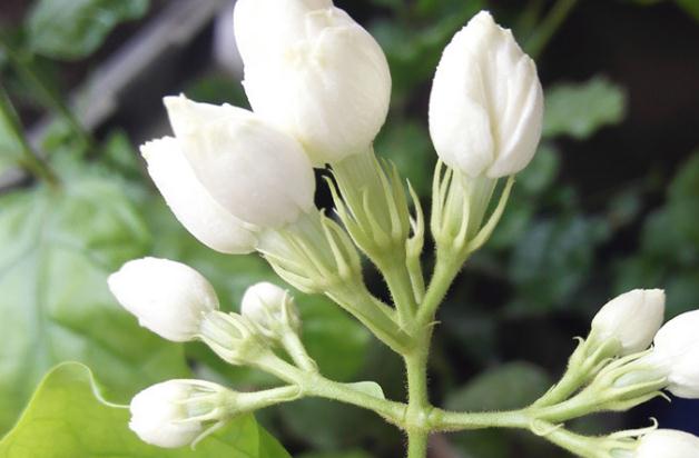 茉莉花茶可以加冰糖嗎？茉莉花茶加冰糖有什么好處？