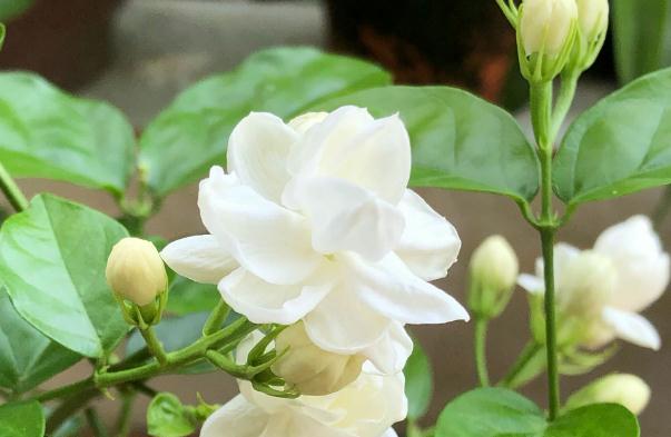 茉莉花可以直接泡茶嗎？茉莉花可以直接摘下來泡茶嗎？