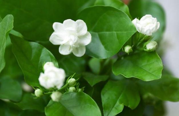 茉莉花茶可以做奶茶嗎？茉莉花奶茶怎么做？