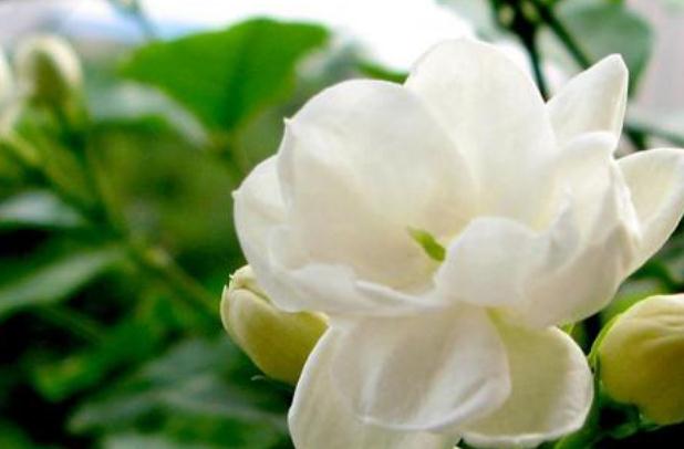 茉莉花茶的沖泡方法？茉莉花茶會上火嗎？
