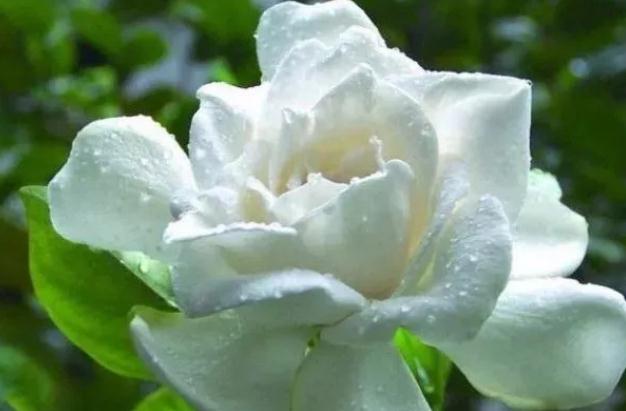 茉莉花茶能減肥嗎？茉莉花茶會(huì)失眠嗎？